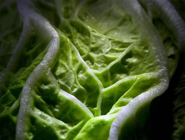 Cabbage macro